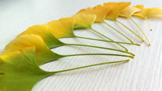 2017年證券從業資格考試成績查詢網址是什么?